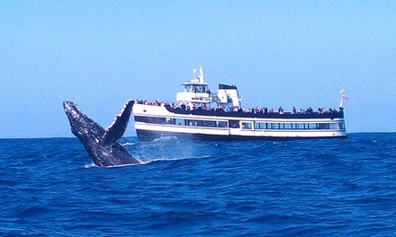 3.5-Hour Whale-Watching Cruise for One at Flagship Cruises & Events (Up to 33% Off). Two Options Available.