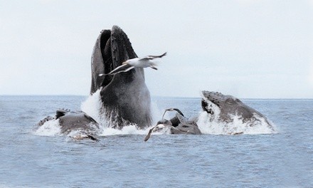 Whale-Watching Cruise for One, Two, or Four Adults from Cape Ann Whale Watch (Up to 36% Off)