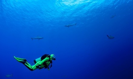 $449 for PADI Open Water Scuba Diver Certification Course w/ Rental Gear ($549 Value)