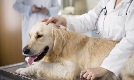 Microchipping or Eye Exam for One Pet at Camino Seco Pet Clinic (50% Off)