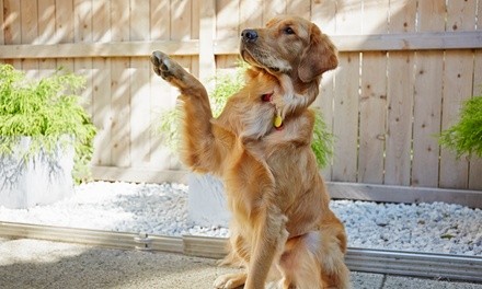 Four-Week Group Dog Training Course or Two Private Dog Training Sessions at DANX To The Rescue (Up to 42% Off)