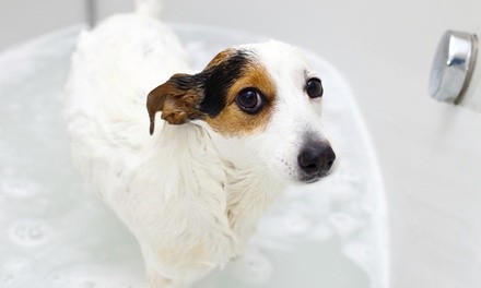 Up to 52% Off on Pet Grooming at Millennial Doggies