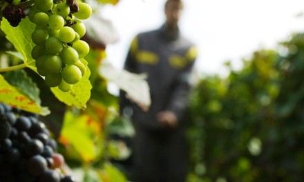 $271 for One Night Stay Among The Vines at Hamilton Pool Vineyards & Farms ($392 Value)