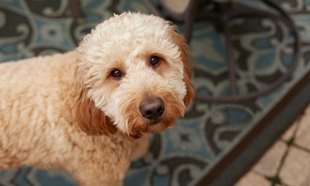 Up to 38% Off on Pet Waste Removal at Livin Lavishly Cleaning Service
