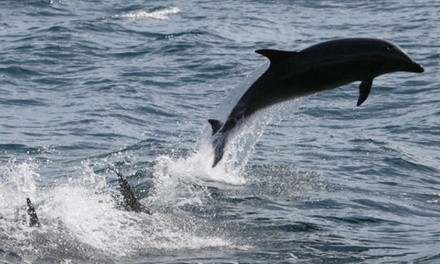 3-Hour Whale Watch and Nature Cruise for 1 Adult or Child from Marina del Rey Whale Watching 