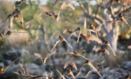 Admission for One, Two, or Four Adults to Frio Bat Flight (Up to 33% Off)