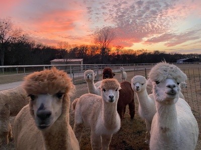 Up to 41% Off on Live Animals (Retail) at Legendary Alpacas