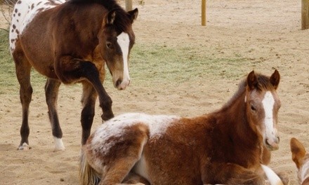 Up to 45% Off on Horse Back Riding - Training at Cascade Trails Mustang Sanctuary