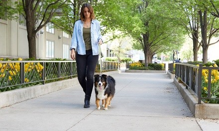Four or Eight Weeks of Dog Waste Removal for One Dog from Scooper Trooper (Up to 35% Off)