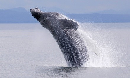 Whale-Watching with Two-Year Museum Membership from Whale Research EcoExcursions (Up to 20% Off)