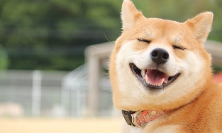 $65 for Five Doggy Daycare Visits at Guardian Pet Lodge ($100 Value)