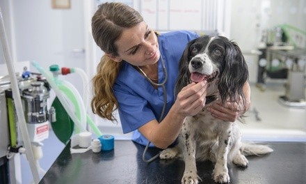 Pet Exam, Vaccine, Bath Package for Dog or Cat at Old Cutler Animal Clinic (Up to 67% Off). 2 Options Available.