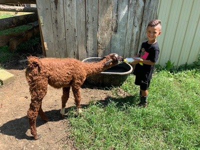 Llama Farm Tour for Two, Four, or Ten at Smoky Mountain Llama Treks (Up to 42% Off)