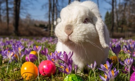 Easter Egg Hunt for One, Two, or Four at Green Meadows Farm - Queens (Up to 25% Off)