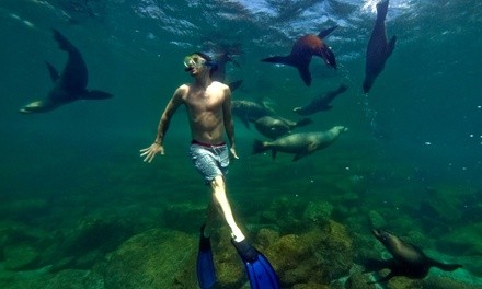 Snorkeling Tour in the La Jolla Cove and Cave for One or Two at La Jolla Water Sports (Up to 31% Off)