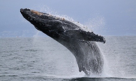 Two-Hour Gray Whale Tour From Everett, Valid April 2 to April 24, 2022 from Island Adventures