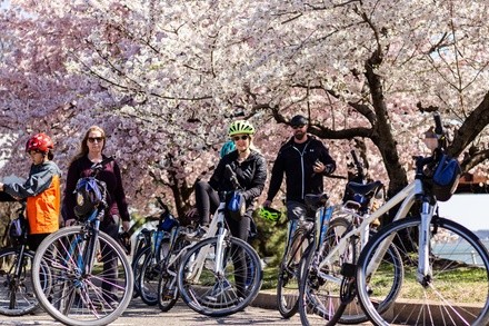 Washington DC: Cherry Blossoms by Bike Tour (Seasonal) - Available March 20-April 12, 2022