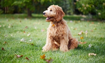 Up to 46% Off on Pet Sitter / Dog Walker at Groomed By Adrian