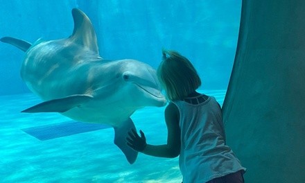 Single-Day Admission for One Child, Adult, or Senior at Clearwater Marine Aquarium (Up to 7% Off)