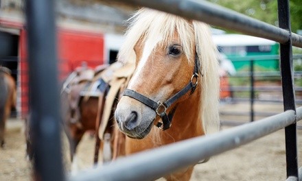 One or Three One-Hour Private Horseback-Riding Lessons at Hawkswood Farm (50% Off)