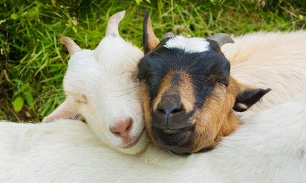 Up to 47% Off on Goat Yoga at Release Yoga
