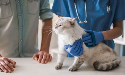 Dog or Cat Exams with Vaccines at Vetco - Deerfield Beach Animal Hospital (Up to 70% Off). 3 Options Available.