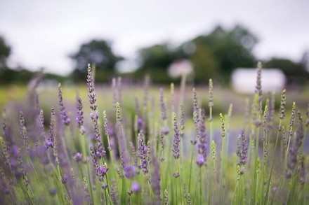 Lavender Farm Admission with 20 Stem Bouquets at Seven Oaks Lavender Farm (Up to 38% Off). Six Options Available.