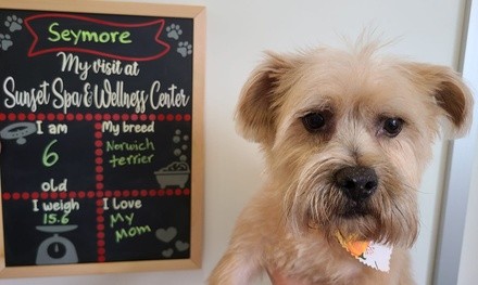 Up to 40% Off on Pet Grooming at Sunset Pet Grooming Spa And Wellness Center