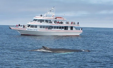 Whale Watching for One or Two at Newburyport Whale Watch (Up to 37% Off)