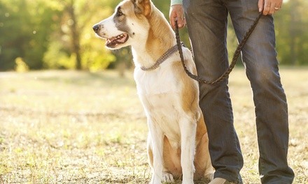 Up to 50% Off at The Dog Walker LLC