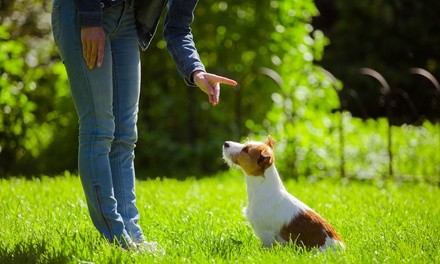 Up to 59% Off on Obedience School at Harnessing Potential Dog Training