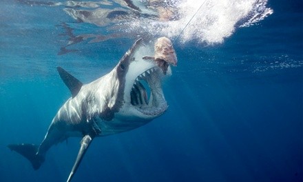 $475 for Four-Hour Shark Fishing Experience from Captain Bam ($600 Value)