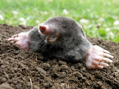 Up to 40% Off on Pest Control Service - Rodent at Arch Pest Services