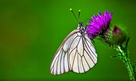 Admission for Two or Four to Butterfly Farms (Up to 33% Off)