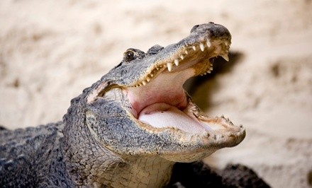 Up to 44% Off on Zoo / Animal Park at Kliebert & Sons Gator Tours