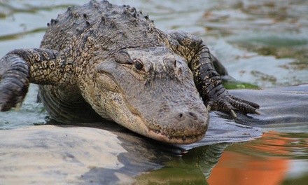 General Admission for Two, Four, or Six to Alligator Sanctuary (Up to 20% Off)