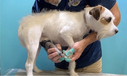 Nail Trimming for a Dog at Peticured - Pet Nail Specialists (Up to 33% Off)
