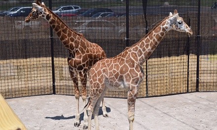 $30 for Ride-Thru Zoo Entry and Putt Putt Combo Pass for Two ($60 Value)