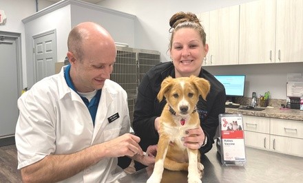 Up to 54% Off on Vet at Express Vets Buford