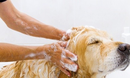 Bath and Spa Treatment for Small, Medium or Large Dog at A Passion For Pets Daycare (Up to 36% Off)