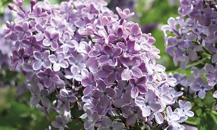 Pre-Order: Purple Lilac Rootstock