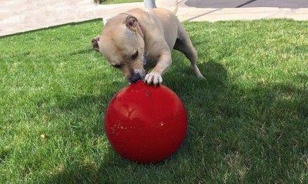 Virtually Indestructible Dog Ball
