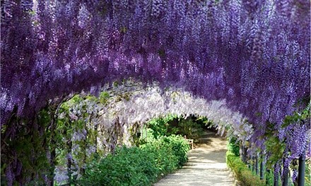 Pre-Order: Wisteria Vine Bare Roots (1-, 2- or 3-Pack)