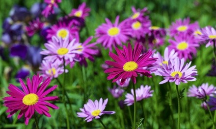 The Dirty Gardener Assorted Varieties of Daisy Seeds