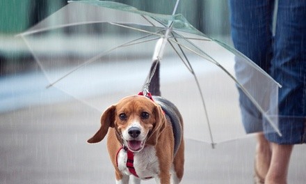 Pet Umbrella with Built-in Chain Leash