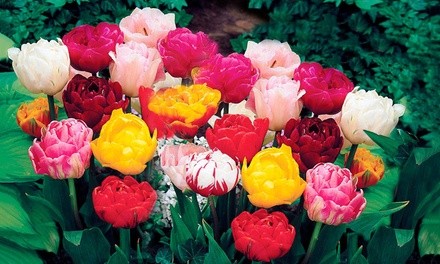 Pre-Order: Double Dutch Late Mixed Tulip Bulbs (10-, 20-, or 50-Pack with Flower Bulb Planter)