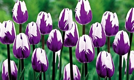 Pre-Order: Blueberry Swirl Tulip Flower Bulbs (10-, 20-, or 40-Pack with Flower Bulb Planter)