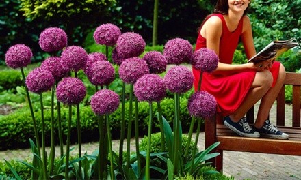 Pre-Order: Giant Allium Flower Bulbs (3-, 6-, 9-Pack)