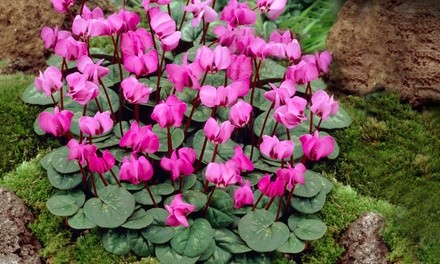 Pink Crush Cyclamen Flower Bulbs (3-, 6-, or 12-Pack with Flower Bulb Planter)